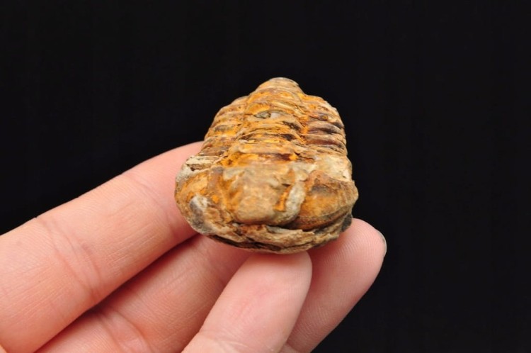 * TRYLOBIT FLEXICALYMENE PIĘKNIE ZACHOWANY OKAZ DO KOLEKCJI NR 2 *