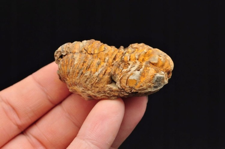 * TRYLOBIT FLEXICALYMENE PIĘKNIE ZACHOWANY OKAZ DO KOLEKCJI NR 2 *