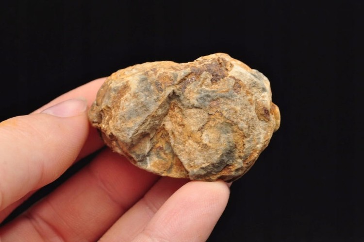 * TRYLOBIT FLEXICALYMENE PIĘKNIE ZACHOWANY OKAZ DO KOLEKCJI NR 2 *