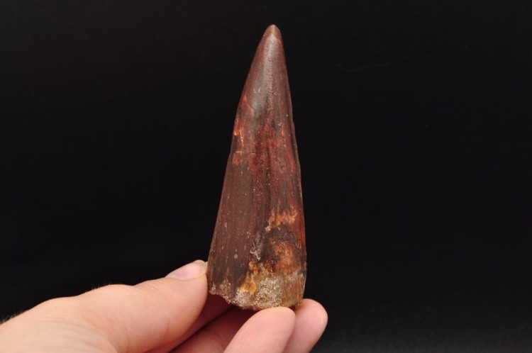 * ZĄB SPINOZAUR SPINOSAURUS ZĄB DINOZAURA PRAWDZIWY DUŻY SKAMIENIAŁY ZĄB 2