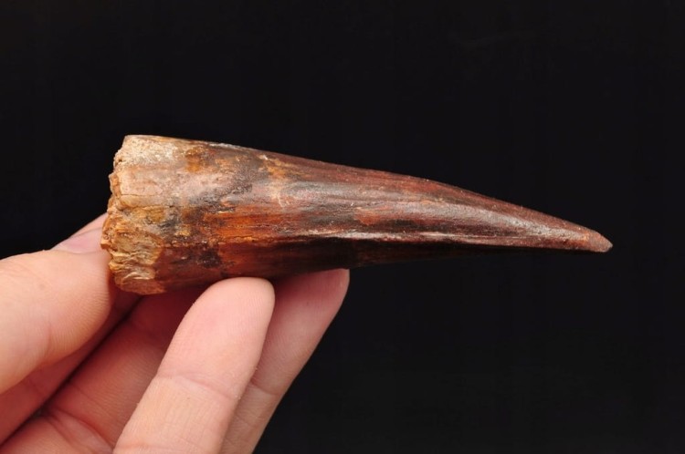 * ZĄB SPINOZAUR SPINOSAURUS ZĄB DINOZAURA PRAWDZIWY DUŻY SKAMIENIAŁY ZĄB 2