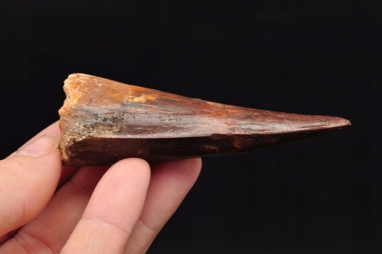 * ZĄB SPINOZAUR SPINOSAURUS ZĄB DINOZAURA PRAWDZIWY DUŻY SKAMIENIAŁY ZĄB 2