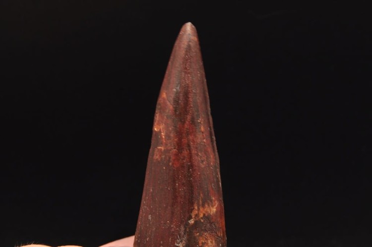 * ZĄB SPINOZAUR SPINOSAURUS ZĄB DINOZAURA PRAWDZIWY DUŻY SKAMIENIAŁY ZĄB 2