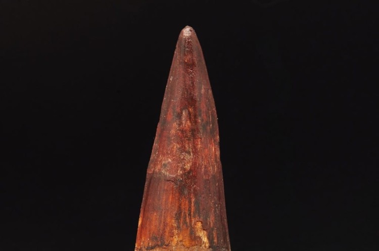 * ZĄB SPINOZAUR SPINOSAURUS ZĄB DINOZAURA PRAWDZIWY DUŻY SKAMIENIAŁY ZĄB 2