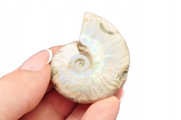 * AMONIT Z OPALIZACJĄ MADAGASKAR SKAMIENIAŁOŚĆ W PUDEŁKU NR 1 *