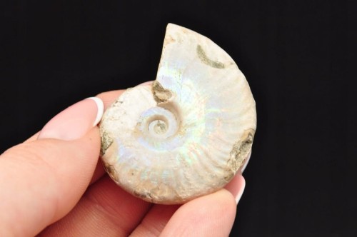 * AMONIT Z OPALIZACJĄ MADAGASKAR SKAMIENIAŁOŚĆ W PUDEŁKU NR 1 *