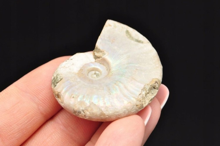 * AMONIT Z OPALIZACJĄ MADAGASKAR SKAMIENIAŁOŚĆ W PUDEŁKU NR 1 *