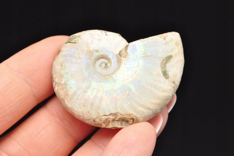 * AMONIT Z OPALIZACJĄ MADAGASKAR SKAMIENIAŁOŚĆ W PUDEŁKU NR 1 *