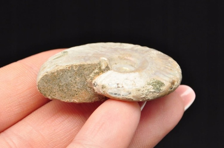 * AMONIT Z OPALIZACJĄ MADAGASKAR SKAMIENIAŁOŚĆ W PUDEŁKU NR 1 *