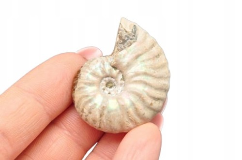 * AMONIT Z OPALIZACJĄ MADAGASKAR DOSKONAŁY OKAZ JAKO OZDOBA NR 5 *