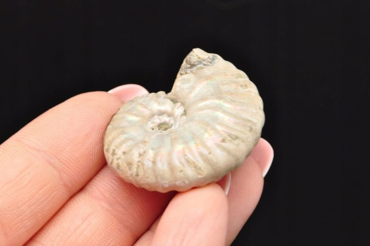 * AMONIT Z OPALIZACJĄ MADAGASKAR DOSKONAŁY OKAZ JAKO OZDOBA NR 5 *