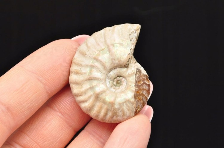 * AMONIT Z OPALIZACJĄ MADAGASKAR DOSKONAŁY OKAZ JAKO OZDOBA NR 5 *