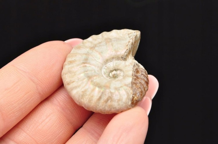 * AMONIT Z OPALIZACJĄ MADAGASKAR DOSKONAŁY OKAZ JAKO OZDOBA NR 5 *