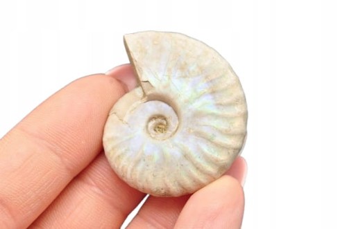 * AMONIT Z OPALIZACJĄ MADAGASKAR WIELOKOLOROWA SKAMIELINA W PUDEŁKU NR 9 *