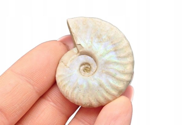 * AMONIT Z OPALIZACJĄ MADAGASKAR WIELOKOLOROWA SKAMIELINA W PUDEŁKU NR 9 *