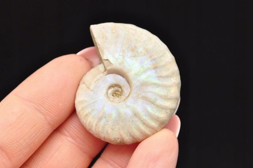 * AMONIT Z OPALIZACJĄ MADAGASKAR WIELOKOLOROWA SKAMIELINA W PUDEŁKU NR 9 *