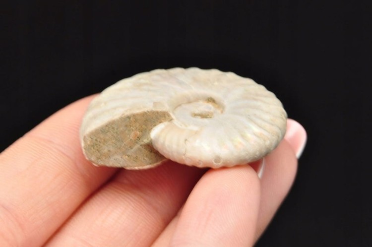 * AMONIT Z OPALIZACJĄ MADAGASKAR WIELOKOLOROWA SKAMIELINA W PUDEŁKU NR 9 *