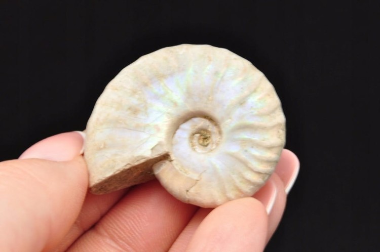 * AMONIT Z OPALIZACJĄ MADAGASKAR WIELOKOLOROWA SKAMIELINA W PUDEŁKU NR 9 *