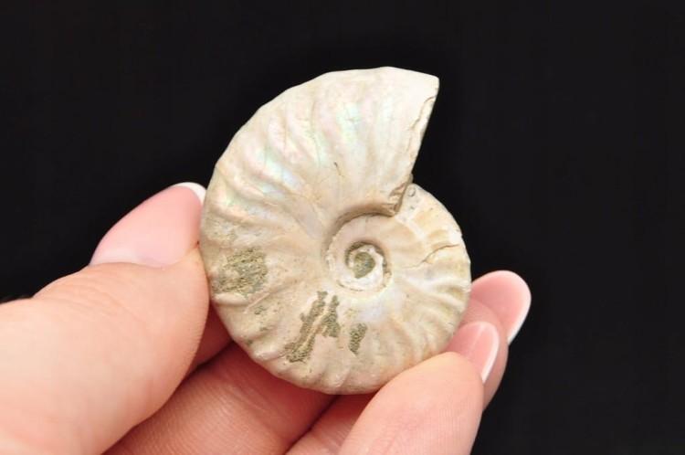 * AMONIT Z OPALIZACJĄ MADAGASKAR WIELOKOLOROWA SKAMIELINA W PUDEŁKU NR 9 *