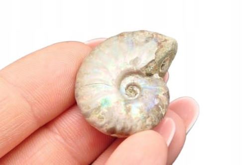 * AMONIT Z OPALIZACJĄ MADAGASKAR SUROWY KOLOROWY OKAZ JAKO PREZENT NR 14 *