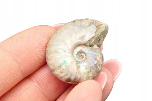 * AMONIT Z OPALIZACJĄ MADAGASKAR SUROWY KOLOROWY OKAZ JAKO PREZENT NR 14 *