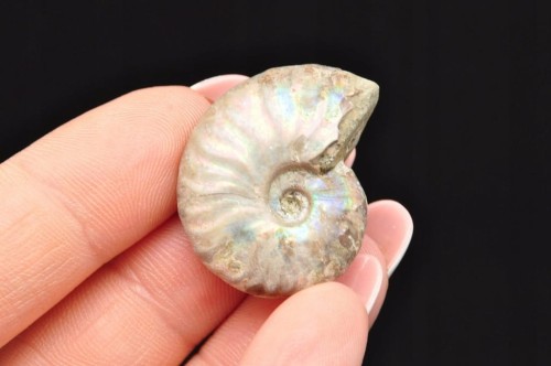 * AMONIT Z OPALIZACJĄ MADAGASKAR SUROWY KOLOROWY OKAZ JAKO PREZENT NR 14 *