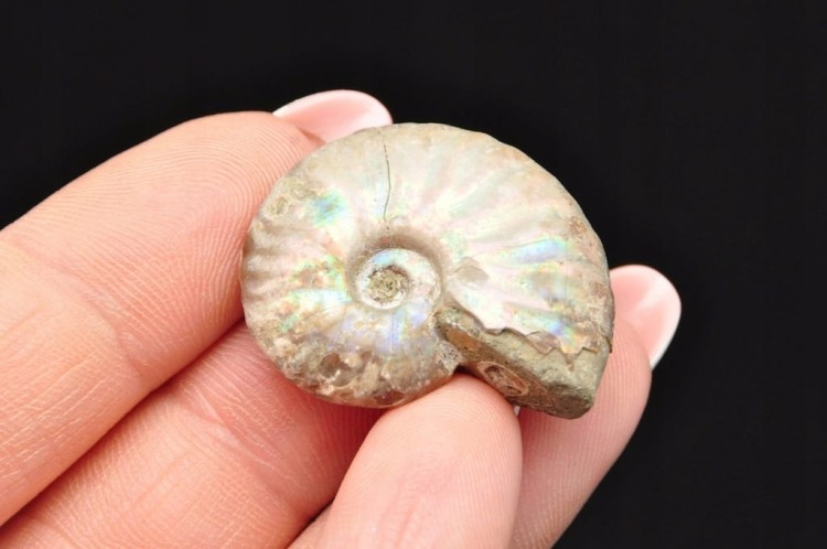 * AMONIT Z OPALIZACJĄ MADAGASKAR SUROWY KOLOROWY OKAZ JAKO PREZENT NR 14 *