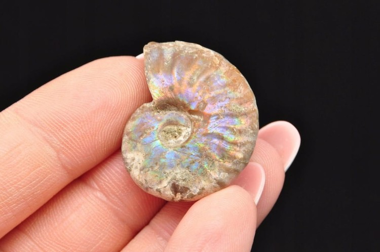 * AMONIT Z OPALIZACJĄ MADAGASKAR SUROWY KOLOROWY OKAZ JAKO PREZENT NR 14 *