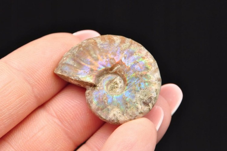 * AMONIT Z OPALIZACJĄ MADAGASKAR SUROWY KOLOROWY OKAZ JAKO PREZENT NR 14 *