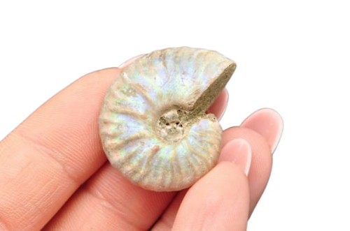 * AMONIT Z OPALIZACJĄ MADAGASKAR SUROWA SKAMIENIAŁOŚĆ DO DEKORACJI NR 16 *