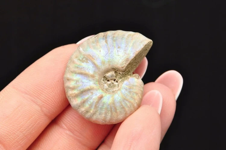 * AMONIT Z OPALIZACJĄ MADAGASKAR SUROWA SKAMIENIAŁOŚĆ DO DEKORACJI NR 16 *