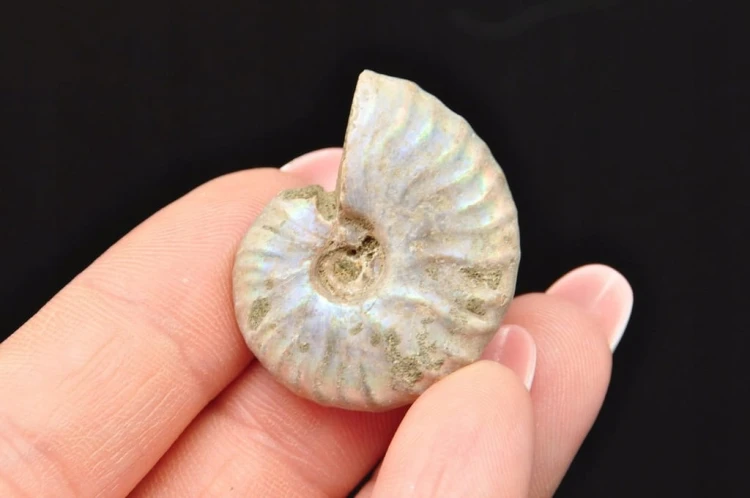 * AMONIT Z OPALIZACJĄ MADAGASKAR SUROWA SKAMIENIAŁOŚĆ DO DEKORACJI NR 16 *