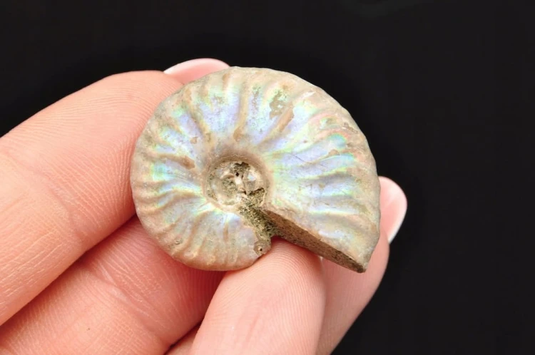 * AMONIT Z OPALIZACJĄ MADAGASKAR SUROWA SKAMIENIAŁOŚĆ DO DEKORACJI NR 16 *