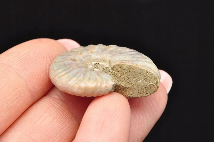 * AMONIT Z OPALIZACJĄ MADAGASKAR SUROWA SKAMIENIAŁOŚĆ DO DEKORACJI NR 16 *