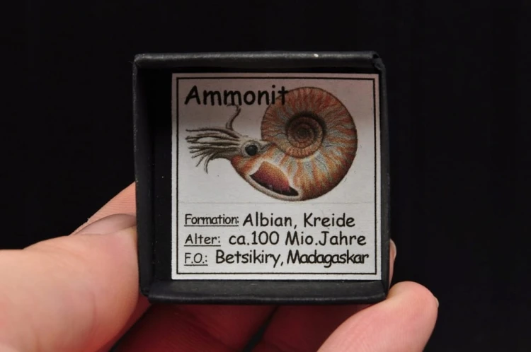 * AMONIT Z OPALIZACJĄ MADAGASKAR SUROWA SKAMIENIAŁOŚĆ DO DEKORACJI NR 16 *