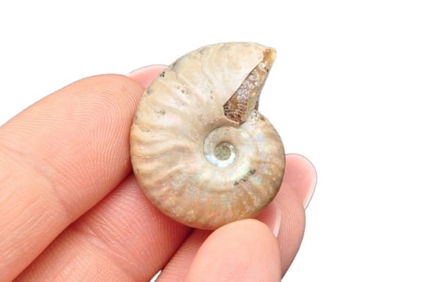 * AMONIT Z OPALIZACJĄ MADAGASKAR KOLOROWY PRAWDZIWY AMONIT NR 17 *