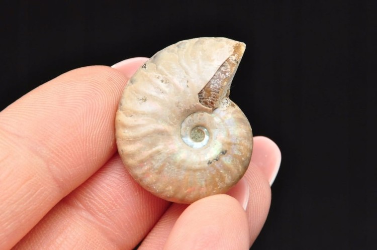 * AMONIT Z OPALIZACJĄ MADAGASKAR KOLOROWY PRAWDZIWY AMONIT NR 17 *