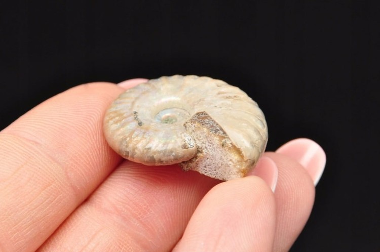 * AMONIT Z OPALIZACJĄ MADAGASKAR KOLOROWY PRAWDZIWY AMONIT NR 17 *