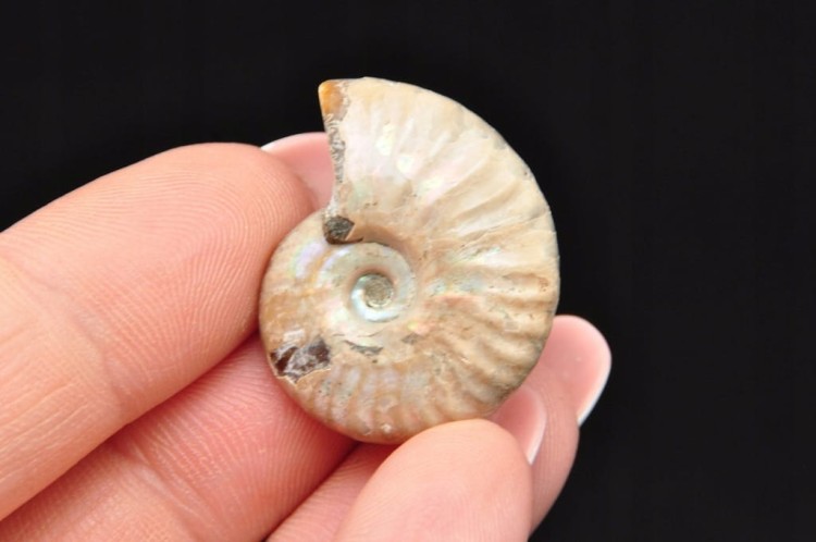 * AMONIT Z OPALIZACJĄ MADAGASKAR KOLOROWY PRAWDZIWY AMONIT NR 17 *