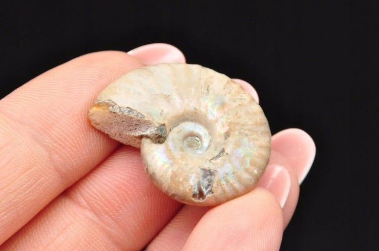 * AMONIT Z OPALIZACJĄ MADAGASKAR KOLOROWY PRAWDZIWY AMONIT NR 17 *