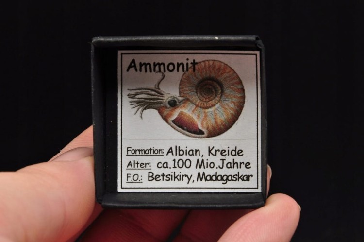 * AMONIT Z OPALIZACJĄ MADAGASKAR KOLOROWY PRAWDZIWY AMONIT NR 17 *