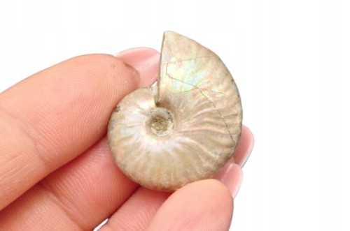 * AMONIT Z OPALIZACJĄ MADAGASKAR MAŁY OKAZ ŚLICZNY BŁYSK NR 18 *