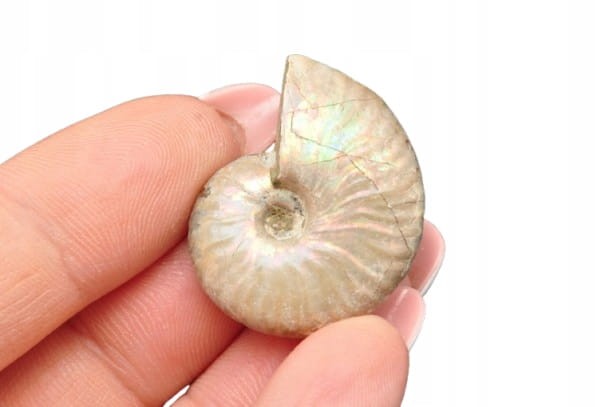 * AMONIT Z OPALIZACJĄ MADAGASKAR MAŁY OKAZ ŚLICZNY BŁYSK NR 18 *