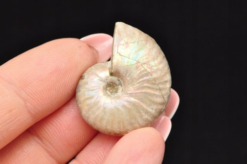 * AMONIT Z OPALIZACJĄ MADAGASKAR MAŁY OKAZ ŚLICZNY BŁYSK NR 18 *