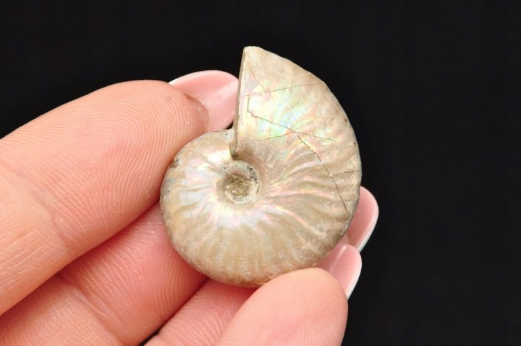 * AMONIT Z OPALIZACJĄ MADAGASKAR MAŁY OKAZ ŚLICZNY BŁYSK NR 18 *