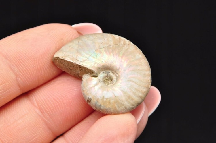 * AMONIT Z OPALIZACJĄ MADAGASKAR MAŁY OKAZ ŚLICZNY BŁYSK NR 18 *