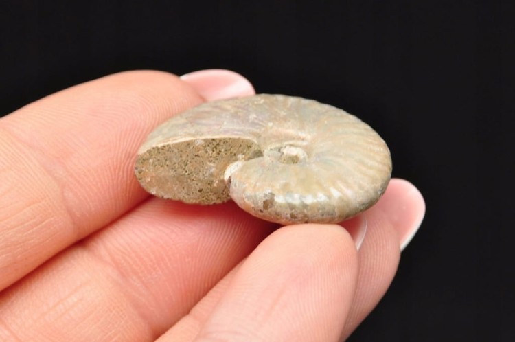 * AMONIT Z OPALIZACJĄ MADAGASKAR MAŁY OKAZ ŚLICZNY BŁYSK NR 18 *