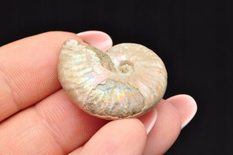 * AMONIT Z OPALIZACJĄ MADAGASKAR MAŁY OKAZ ŚLICZNY BŁYSK NR 18 *