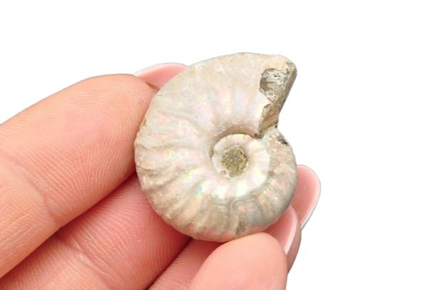 * AMONIT Z OPALIZACJĄ MADAGASKAR DOSKONAŁA JAKOŚĆ SUPER KOLOR NR 19 *