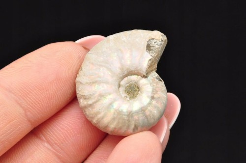 * AMONIT Z OPALIZACJĄ MADAGASKAR DOSKONAŁA JAKOŚĆ SUPER KOLOR NR 19 *